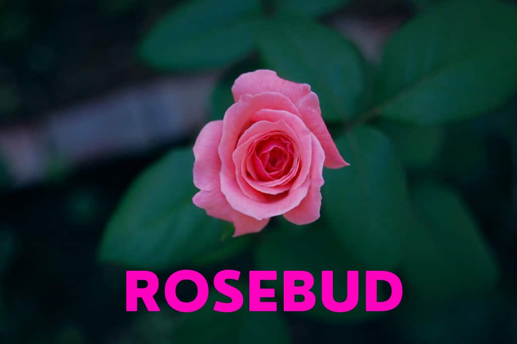 Rosebud - The Poem